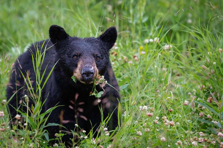 Black Bear