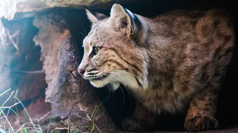 Bobcat Looking Out of Home