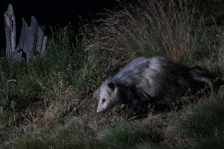 Opossum at night