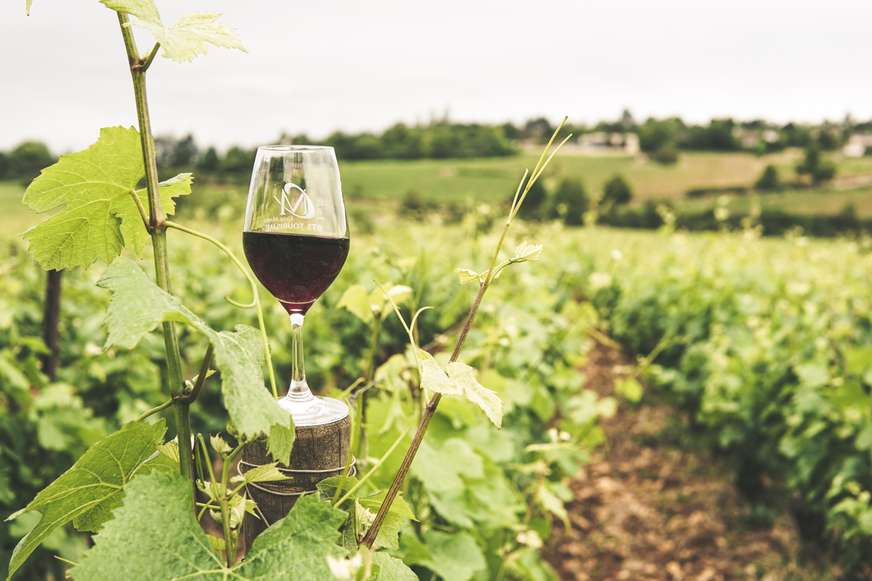Wineglass in a field of grapes.